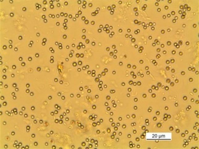 El plancton se adapta a temperaturas elevadas e influye en los modelos de cambio climático