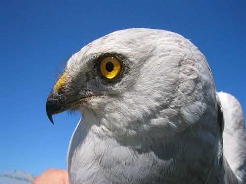 Los aguiluchos papialbos recorren hasta 8.000 kilómetros durante su migración desde Asia Central hacia el oeste africano