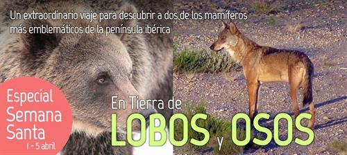 Ecoturismo para descubrir el lobo ibérico y el oso pardo