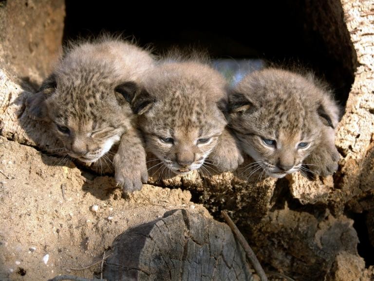 Nacen tres cachorros de lince ibérico en libertad en los Montes de Toledo