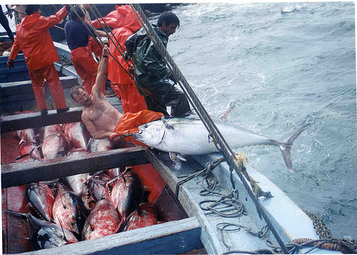 WWF y Greenpeace exigen al Gobierno español apoyar la propuesta europea de limitar la pesca de atún rojo