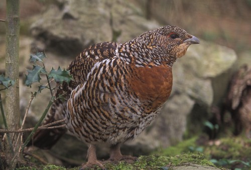 Los ‘secretos’ para la conservación del urogallo cantábrico