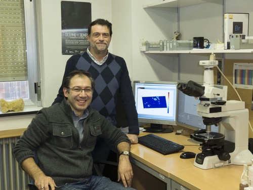 La drástica reducción del CO2 redujo el espesor de las conchas de algas microscópicas