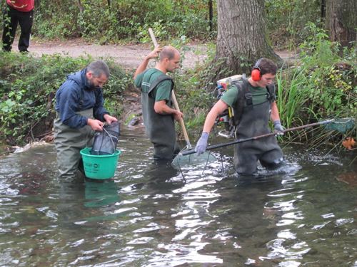 Andalucía. La Junta comienza los trabajos para reintroducir la trucha común en el Parque Natural Sierra de Grazalema