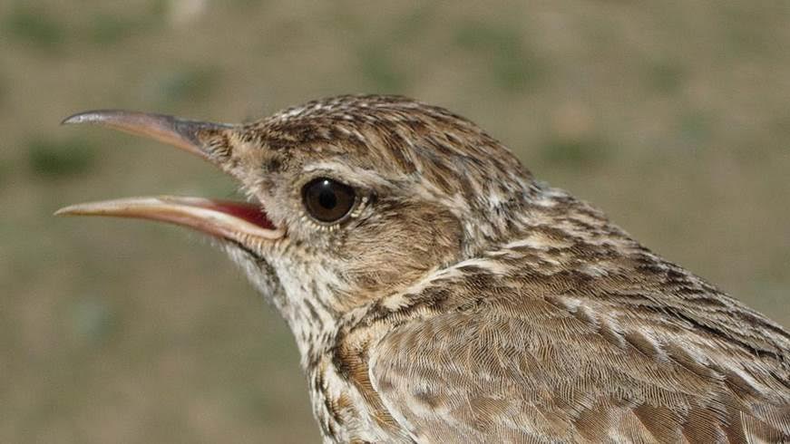 Soria protegerá los hábitats de la alondra ricotí
