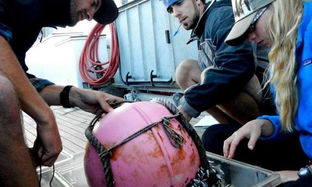 Los desechos plásticos marinos ‘aliados’ para las especies invasoras