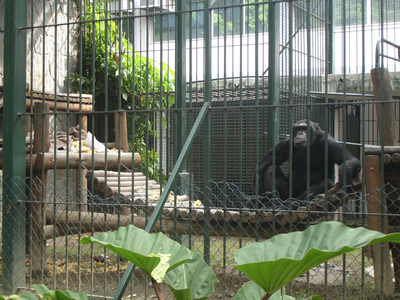 Habeas Corpus un chimpance en Brasil