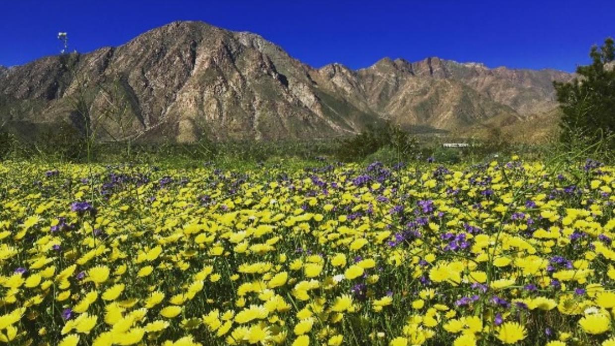 El desierto de California tras las lluvias