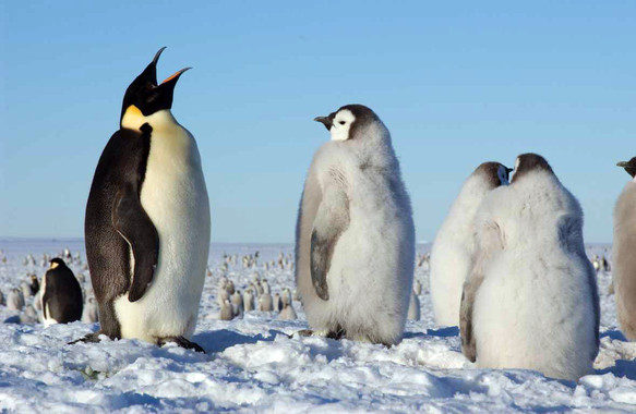 Los pingüinos solo saben distinguir ente agrio y salado