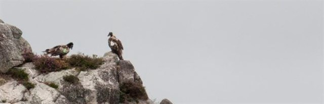 Hacía más de 50 años que no se reproducía una pareja de quebrantahuesos en Picos de Europa