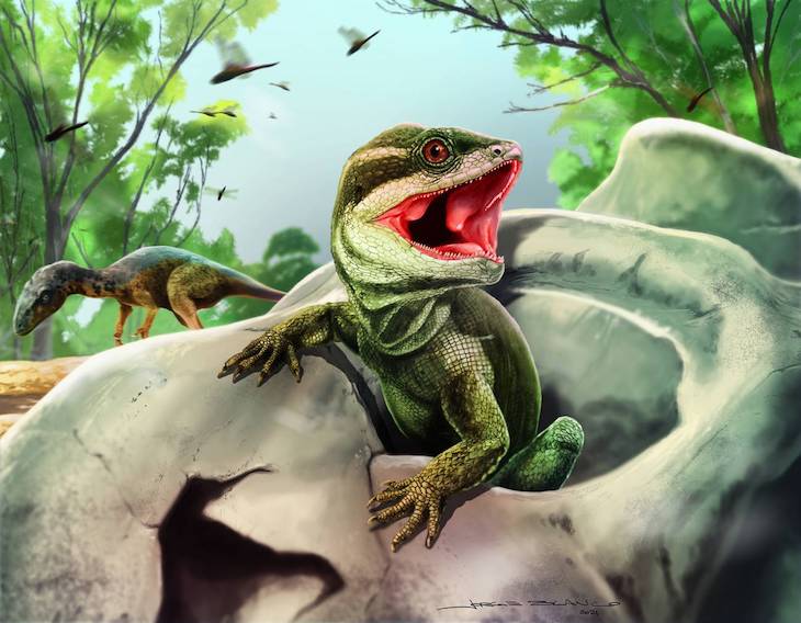 Un pequeño cráneo ilumina el enigmático origen de lagartos y serpientes