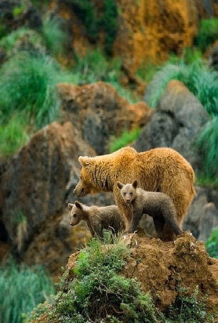 Conservación del oso pardo y el desarrollo rural sostenible