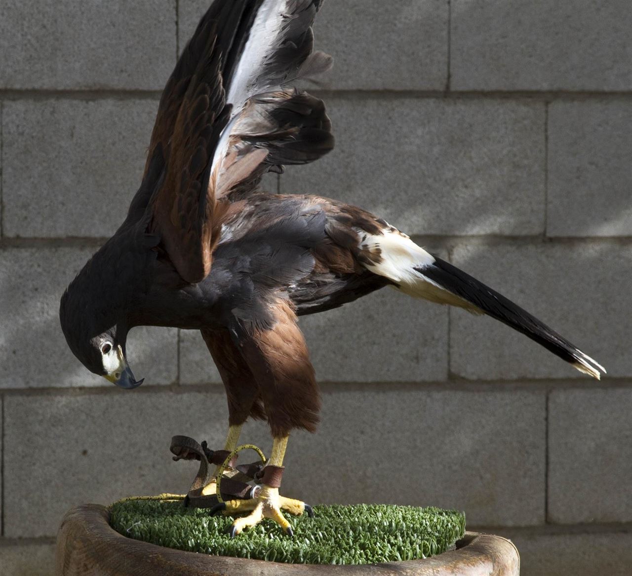 El Centro de Recuperación de Animales Silvestres (CRAS) de la Comunidad de Madrid atendió a unos 5.000 ejemplares el año pasado