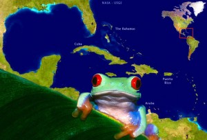 Especies de ranas en todo el Caribe se tambalean al borde de la extinción