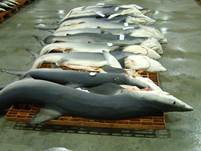 Un informe de OCEANA revela capturas ocultas de tiburón