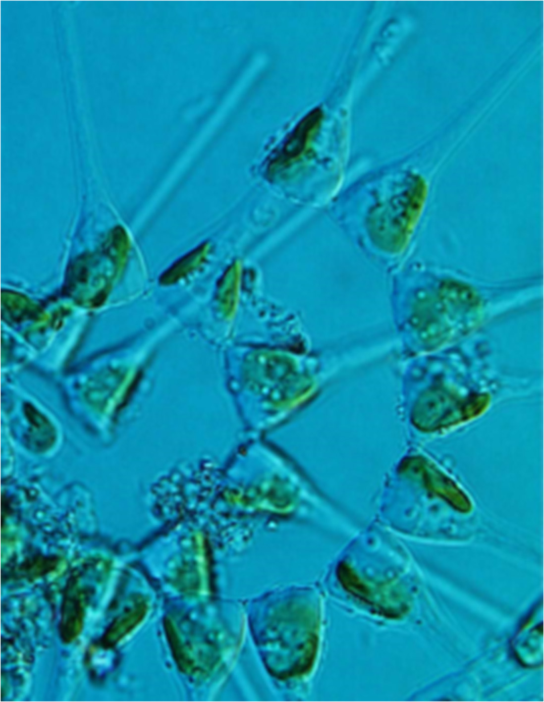 Buscan producir biodiesel a partir de microalgas marinas