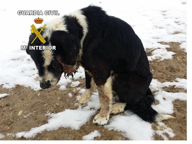 Investigado un vecino de Santiago-Pontones (Jaén) por tener un perro sin atender al que hubo que sacrificar