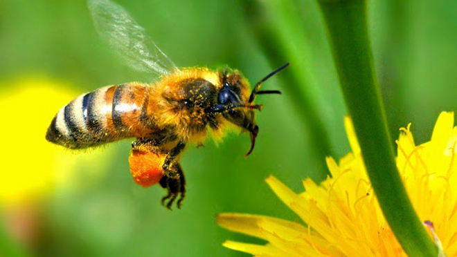 Diflubenzurón un plaguicida que afecta gravemente a las abejas para Extremadura