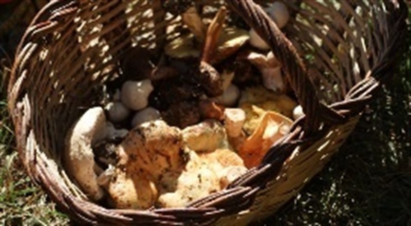 Cataluña prorroga el plan piloto de recolección de setas en el paraje de Poblet