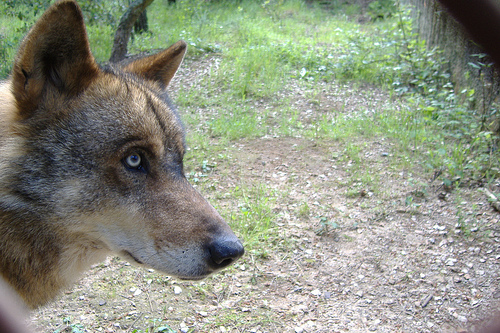 Varias terneras mueren en un ataque de lobos en Ávila