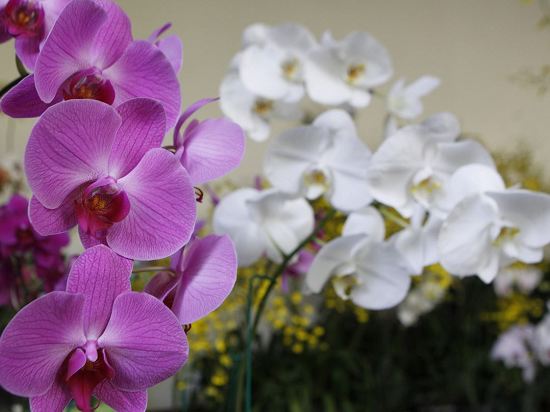 La frontera agrícola acelera la desaparición de orquídeas nativas en la reserva de Yotoco