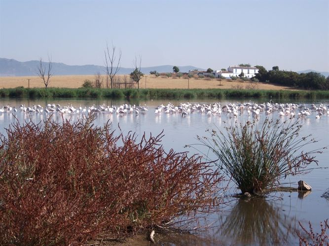 El Parque de Las Tablas de Daimiel hasta los Ojos del Guadiana