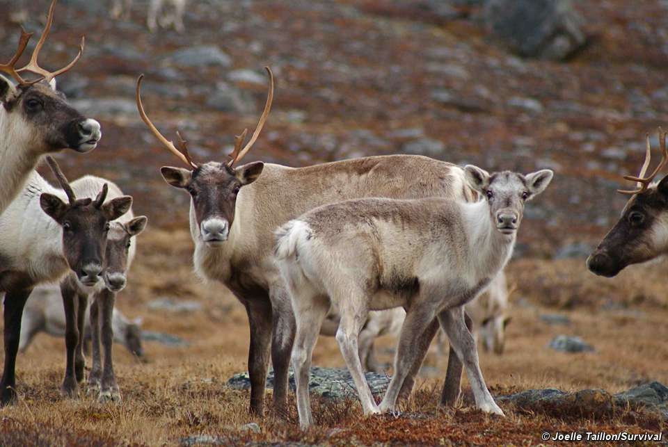 El mayor rebaño de renos del mundo disminuye drásticamente