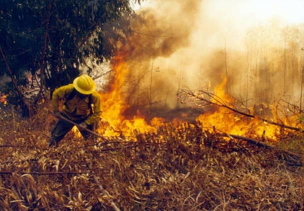 Corrupción en la lucha contra incendios forestales