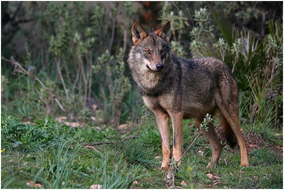 La belleza de la fauna ibérica al descubierto con este curso