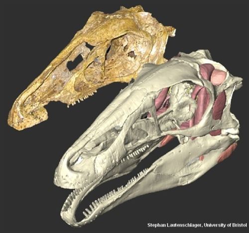 Dinosaurios desarrollaron picos basados en queratina como los de las aves modernas