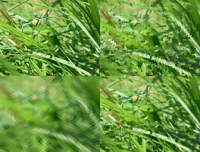 Innovadora aplicación obtiene imágenes desde el prisma de un animal