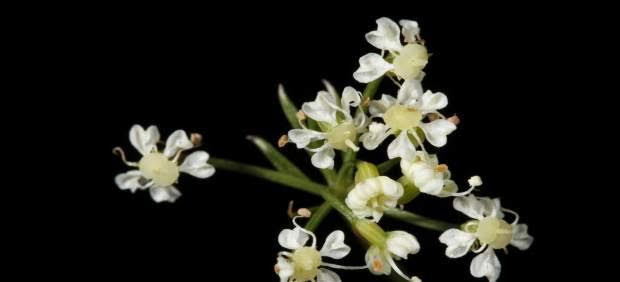 Urge la protección de un nuevo género de plantas que solo crecen en Somiedo y la sierra de Cazorla