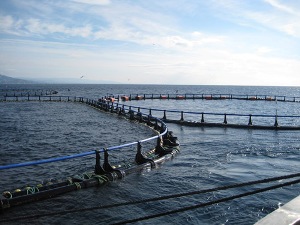 Ecologistas piden un control "férreo" de los sistemas de captura del atún rojo y cerrar las pesquerías de cerco