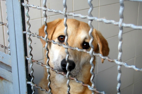 Rosario tendrá un cementerio y centro de adopción municipal de animales