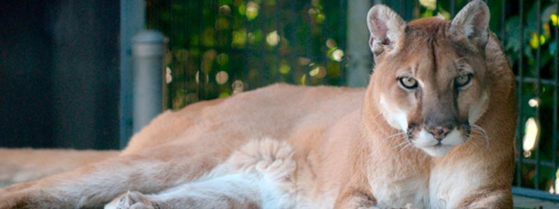 Qué es un zoológico sustentable