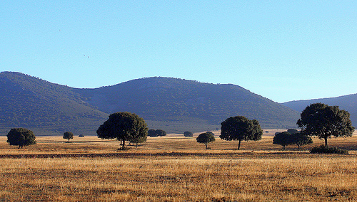 El Director General de Medio Natural y Política Forestal del MARM visita las obras que se están llevando a cabo en el Parque Nacional de Cabañeros