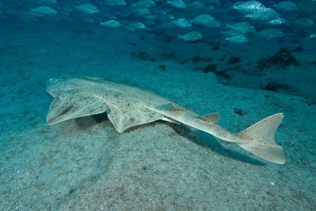 Más de 300 observadores el mar contribuyen al registro de la vida marina en Canarias