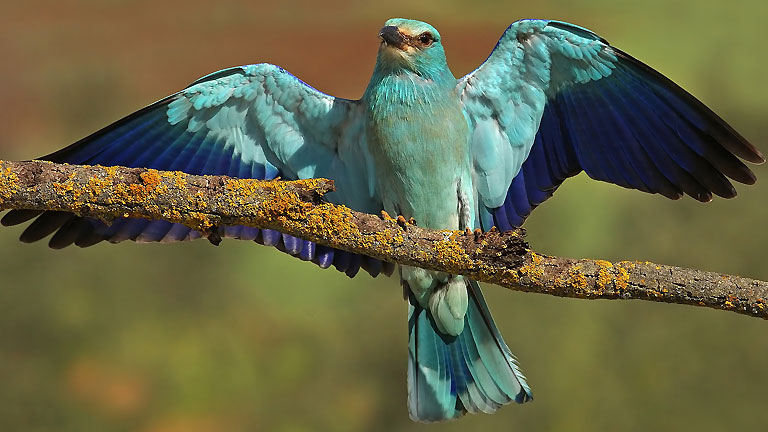 Los secretos de la migración de las aves al descubierto