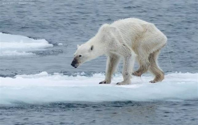 Fotografía de una osa polar desnutrida se ‘viraliza’