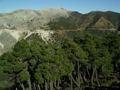 Sierra Bermeja (Granada)