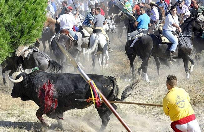 Pedro Sánchez prohibiría el Toro de la Vega si algún día gobierna