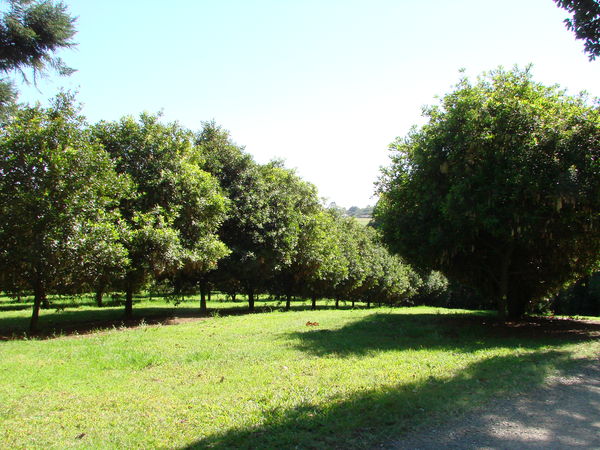 Reforesta pide más transparencia en la compensación de CO2