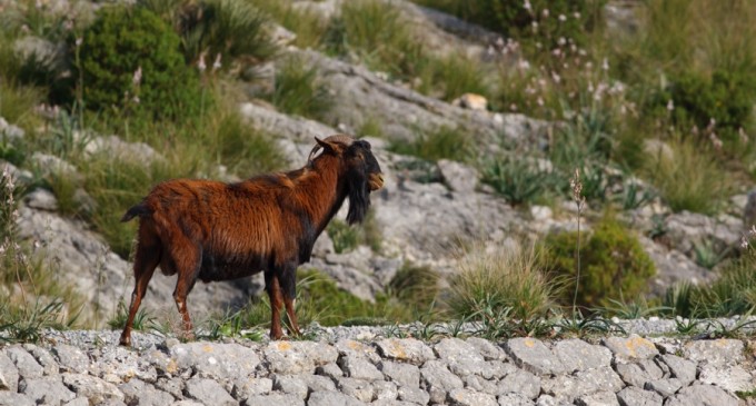 Polémica por la muerte a tiros de las cabras asilvestradas del islote Es Vedrà (Ibiza)
