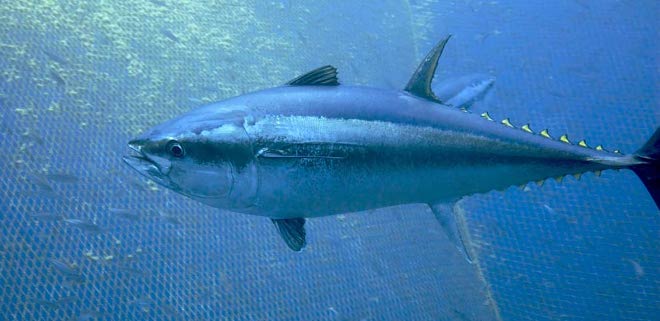 La reproducción y el cultivo del atún rojo galardonados con el XI Premio Jacumar de Investigación en Acuicultura