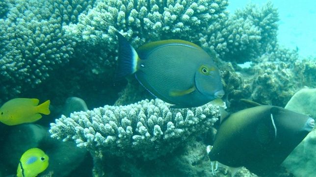 Especies que huyen del cambio climático ‘arrasan’ los pastos marinos