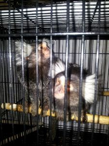 Requisados dos ejemplares vendidos por Internet de mono Titi en Alcañiz (Teruel)