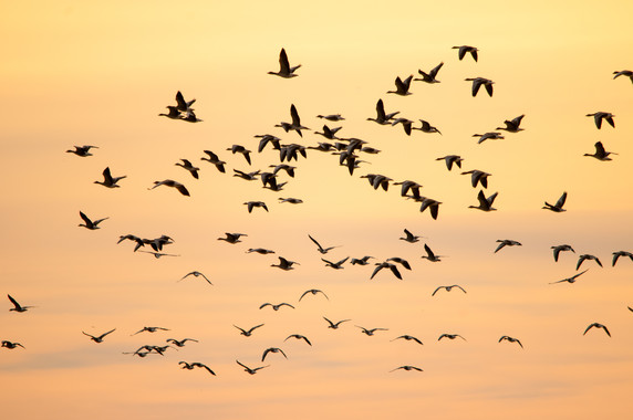 Calentamiento global y aves migratorias