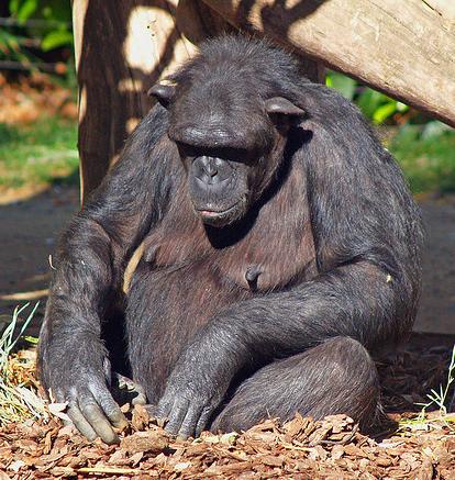El aumento de chimpancés huérfanos se debe "en gran parte" a la tala de madera tropical