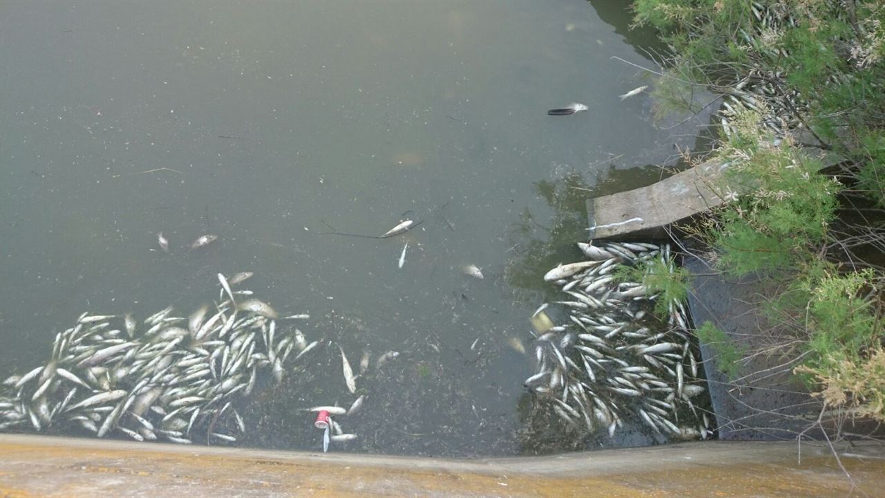 Polémica por la ‘opacidad’ de la presencia de varios focos de peces muertos en el cauce del Guadiamar