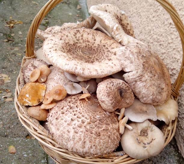 Cabildo de Tenerife avisa sobre la recolección de setas ilegal en espacios protegidos